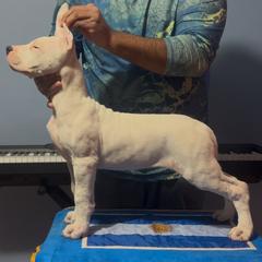 Girl 1 - female Dogo Argentino puppy in New York from La Historia Dogo