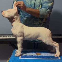 Girl 1 - female Dogo Argentino puppy in New York from La Historia Dogo