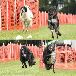 Borzoi and Silken Windhound All Grown Up from Perla Silken Windhounds & Borzoi