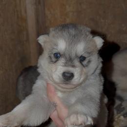 Boy 3 - Gray and white male Siberian Husky puppy in Iron River, Wisconsin from Wiemeri Siberians
