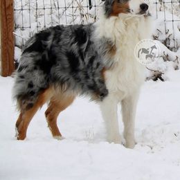 Melody - Australian Shepherd