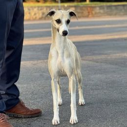 Hottie - Whippet