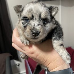 Pomsky Puppies from Michelle's Pomskies