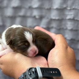 Girl 2 - Red tri-color female Miniature American Shepherd puppy in Osco, Illinois from Sonnenhügel Kennel, LLC