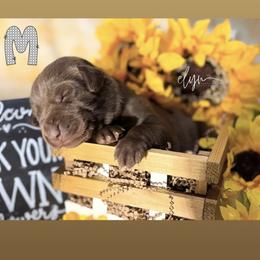 Grey Male - Chocolate male Labrador Retriever puppy in Carrollton, Virginia from Southern Heritage Retrievers