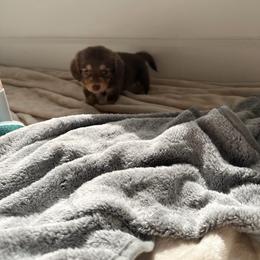 Rue - Chocolate and cream female Dachshund puppy in San Diego, California from Enchanted little dachshunds