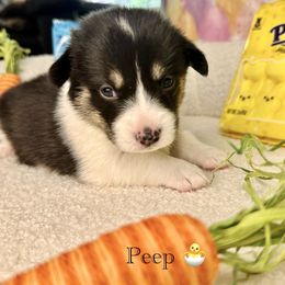 Pembroke Welsh Corgi Puppies from Coastal Corgis