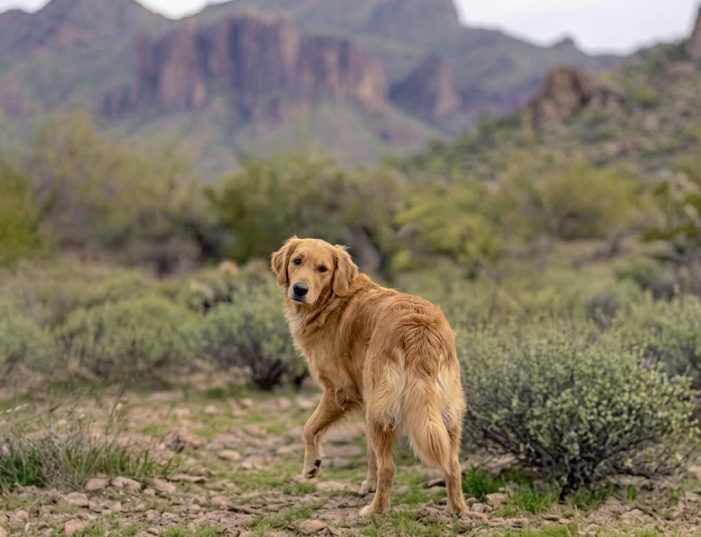 Dixie