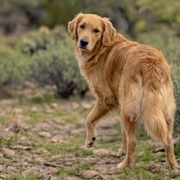 Dixie - Golden Retriever