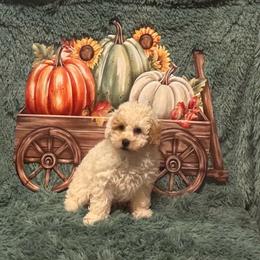 Knox - White male Maltipoo puppy in Greenfield, Iowa from Sugar Plum Puppies