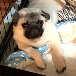 Bulldog and Pug Puppies from JR’s Pugs