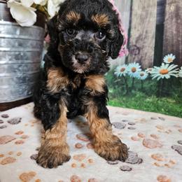 Elsa - Black and tan female Cavapoo puppy in Lebanon, Missouri from Leerose Puppies