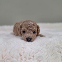 Haven (AKC) - Apricot female Poodle puppy in Rainbow City, Alabama from Spinks Poodles