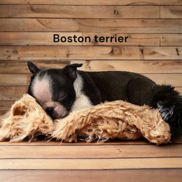 Boston Terrier and French Bulldog Puppies from Classic Boston Terriers and French Bulldogs