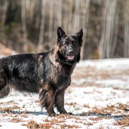 German Shepherd puppies from Vom Rindahaus Shepherds