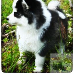 Pomsky Puppies from Foxfire Arctic Spitz
