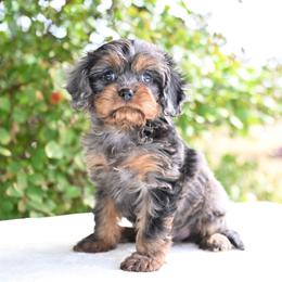 Alice - Merle female Cavapoo puppy in Lawton, Oklahoma from Lindsey’s Cavies