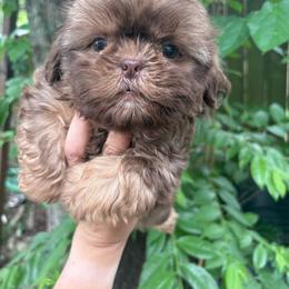 Boy 1 - Liver male Shih Tzu puppy in Eunice, Louisiana from 4J's Cajun Kennels