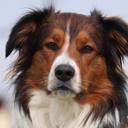 English Shepherds from Mondurles English Shepherds