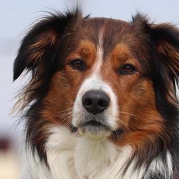 English Shepherds from Mondurles English Shepherds
