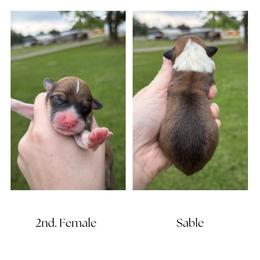 2nd Female - Sable and white female American Corgi puppy in Foreman Ar., Arkansas from Grassy Lake Corgis