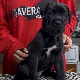 Last available Female - Gray brindle female Cane Corso puppy in Clewiston, Florida from Far From Average Kennels
