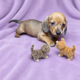 Robin - Red female Dachshund puppy in Richmond, Virginia from Paw Prints