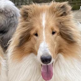Maizie - White female Collie puppy in Mount Orab, Ohio from Plum Creek Collies