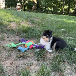 Fiona - Black white and tan female Collie puppy in Allendale, Michigan from River-Valley Collies
