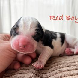 Red Boy - Black white and tan male Beagle puppy in Grantsville, Maryland from Fable & Fern Beagles