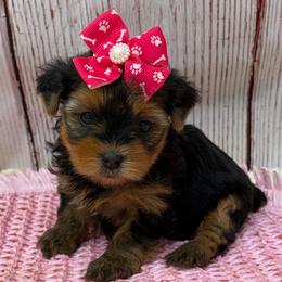 Chloe TEACUP - Black and tan female Yorkshire Terrier puppy in Monticello, Iowa from Ashley’s Puppies