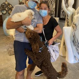 Goldendoodle Puppies from Labradoodleday