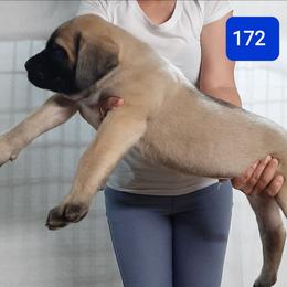 AKC PUP 172 - Fawn male Mastiff puppy in Ava, Missouri from Ozark Mountain Mastiffs