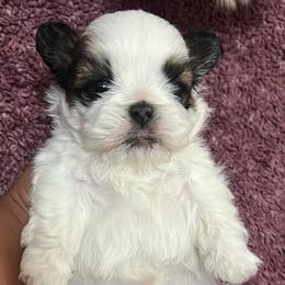 Sally - Brindle and white female Shih Tzu puppy in Victorville, California from RUMBLE n TUMBLE