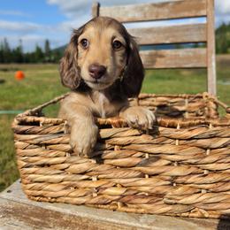Stone - Cream male Dachshund puppy in Grants Pass, Oregon from Redwood Dachshunds