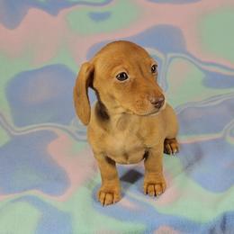 Dachshund Puppies from Newbern's Nuggets