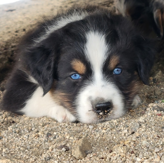 Australian Shepherd puppies from Hoot's Aussies