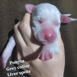 Ponyta (Grey collar) - White and liver brown female Dalmatian puppy in Raymondville, Missouri from Wagner's Dalmatian's