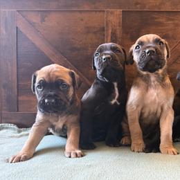 Cane Corso Puppies from Cowan Farms