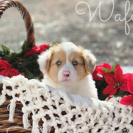 Wafer - Red merle and white American Corgi puppy in Cameron, North Carolina from Butts Family Corgis