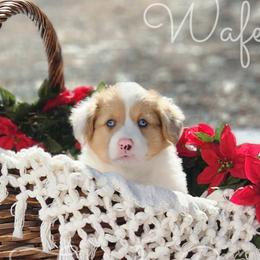 Wafer - Red merle and white American Corgi puppy in Cameron, North Carolina from Butts Family Corgis