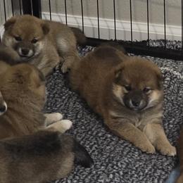 Shiba Inu Puppies from Diwasou