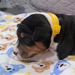 Tri Girl 1 - Tri-color female Basenji puppy in Tuttle, Oklahoma from Steadfast Farm (SFF)