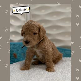 Orion - Cream male Goldendoodle puppy in Miami Dade County, Florida from Doodle Lovers