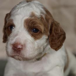 Monica - Chalk female Australian Labradoodle puppy in Fontana, California from Glory Labradoodle’s