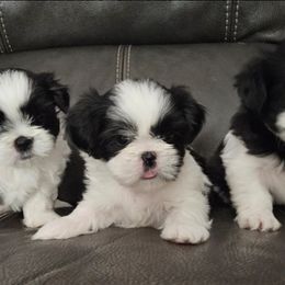 Shih Tzu Puppies from My Precious Paws - Shih Tzu