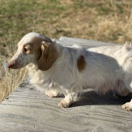 Butters - Dachshund