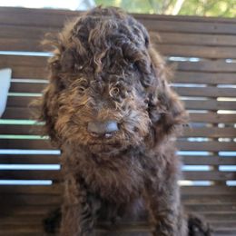 Stitch (Standard) - Brown male Poodle puppy in West Point, Mississippi from Golden Paws