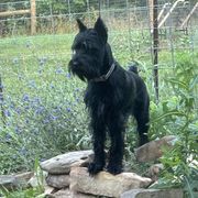 Abigail - Standard Schnauzer