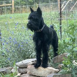 Abigail - Standard Schnauzer